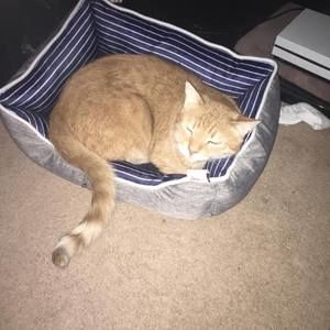 Meet your Posher, Devin